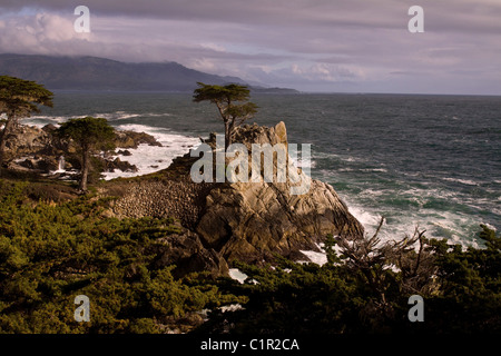 Lone Cypress lungo la 17 Mile Drive, baia di Monterey, California centrale, STATI UNITI D'AMERICA Foto Stock