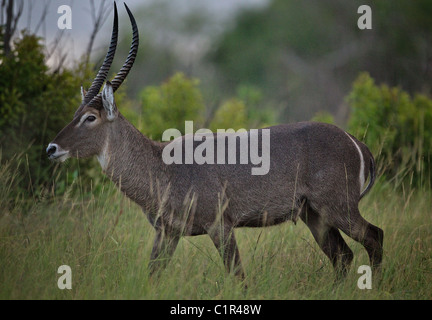 Waterbuck maschio (Kobus ellipsiprymnus) Saadani Tanzania Africa Foto Stock