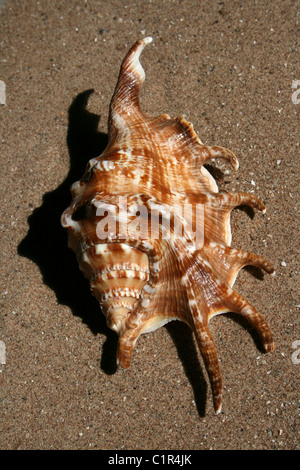 Il Ragno comune Conch Strombidi strombidi Foto Stock