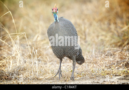 Helmeted Faraone (Numida meleagris) Saadani Tanzania Foto Stock