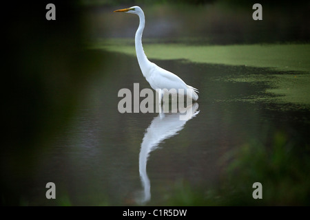 Giallo-fatturati Garzetta (Ardea intermedia) Saadani Tanzania Foto Stock