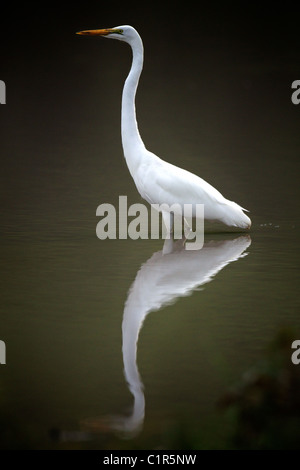 Giallo-fatturati Garzetta (Ardea intermedia) Saadani Tanzania Foto Stock