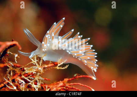 Sea slug, Nudibranchia (Flabellina), artiche, Russia, Kareliya, mare bianco Foto Stock