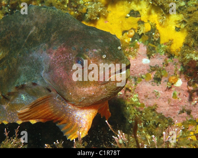 Lumpsucker o Ciclottero (Cyclopterus lumpus) Artico, Russia, Kareliya, mare bianco Foto Stock