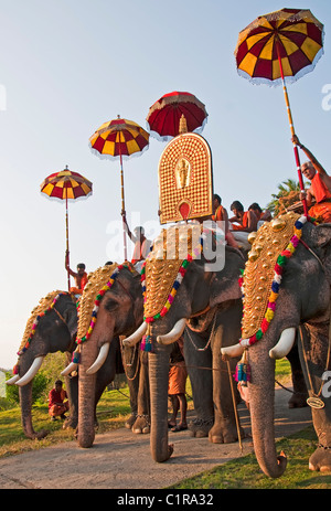 Gold-caparisoned gli elefanti sono presentati al Thrissur Pooram, un tempio indù-centrato festival del Kerala. Foto Stock