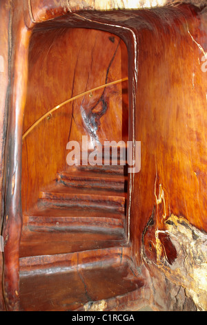 Scala all'interno di giganteschi alberi kauri, Kauri Antico Regno, Awanui, nei pressi di Kaitaia, estremo Nord, Northland e North Island, Nuova Zelanda Foto Stock