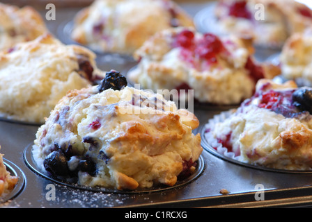 Muffin appena sfornati con frutti di bosco Foto Stock