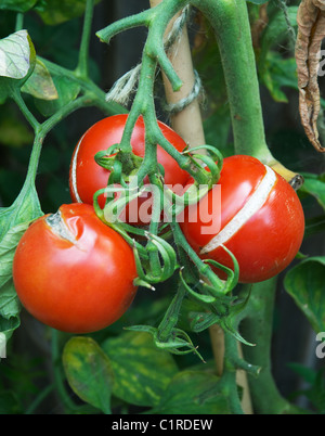 Pomodori in vigna con gruppi su di essi Foto Stock