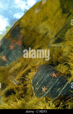 Stella Rossa (Asterias rubens) Foto Stock