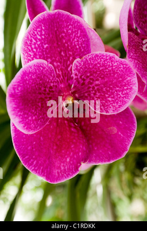 Purple PHALAENOPSIS moth orchid fiori / fioritura ad RHS sede / HQ at Wisley. Surrey. Regno Unito. Foto Stock