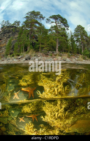 A livello diviso, stelle marine rosse (Asterias rubens) Foto Stock