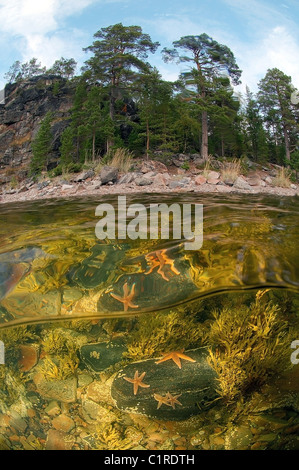 A livello diviso, stelle marine rosse (Asterias rubens) Foto Stock