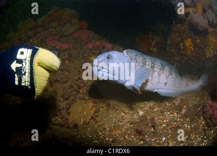 Lupo di mare, Atlantico pesce gatto, Gatto Artico, oceano lupo di mare, pesce diavolo, Anguilla Lupo o il pesce-gatto (Anarhichas lupus) Foto Stock