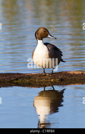 Northern Pintail Duck sul Log Sacramento National Wildlife Refuge California USA Foto Stock