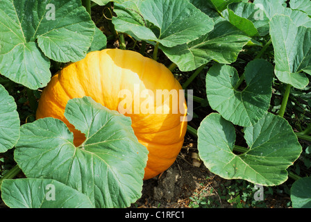 Grande zucca arancione nascosto tra il verde delle foglie Foto Stock