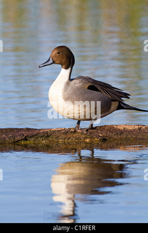 Northern Pintail Duck sul Log Sacramento National Wildlife Refuge California USA Foto Stock