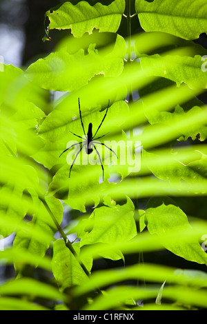 Un tropical Palm tree nella foresta pluviale di Daintree,con un ragno di grandi dimensioni. Foto Stock