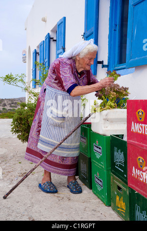 Sul greco Cyclade isola di Amorgos, una vecchia donna raccoglie alcuni timo lei vi offrono al visitatore in un gesto amichevole. Foto Stock