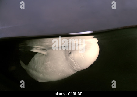 A livello diviso, Beluga, balena bianca (Delphinapterus leucas) Artico, Russia, Kareliya, mare bianco Foto Stock