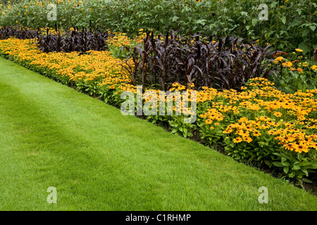 Confine erbacee / frontiere con coneflower / sullivantii Goldsturm / Fiori / Fiori / fioritura e ordinato prato. Wisley REGNO UNITO Foto Stock