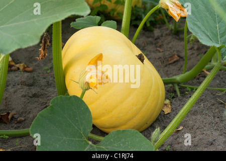 Zucca gialla cresce su terreni, foglio verde Foto Stock