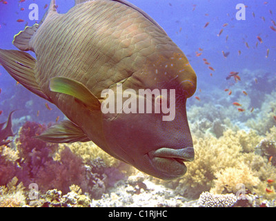 Napoleonfish, doppia pesce pappagallo, Giant maori wrasse, Humphead maori wrasse (Cheilinus undulatus), Mar Rosso, Egitto Foto Stock