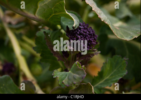 Dettaglio di un viola broccoletti impianto su un organico di riparto giardino. Foto Stock