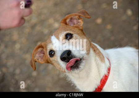 Ritratto di un Parson Jack Russell Terrier, leccare le sue labbra, trafitta dalla prospettiva di un trattamento Foto Stock