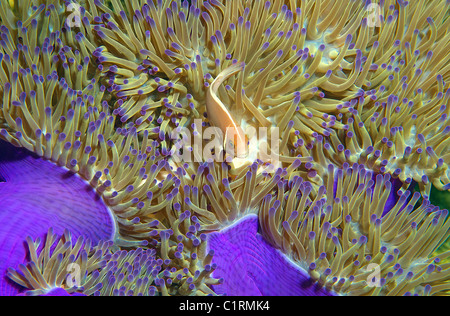 Rosa (anemonefish Amphiprion sandaracinos), Malaysia, Isola di Redang Foto Stock