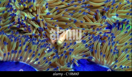 Rosa (anemonefish Amphiprion sandaracinos), Malaysia, Isola di Redang Foto Stock