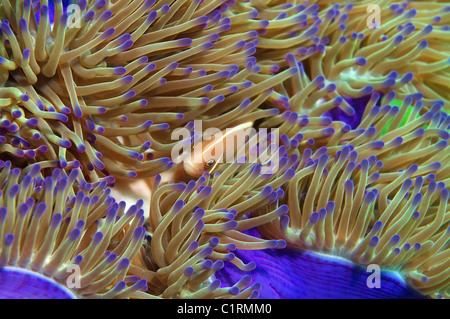 Rosa (anemonefish Amphiprion sandaracinos), Malaysia, Isola di Redang Foto Stock