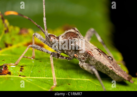 Squash bug (Acanthocephala terminalis), vista laterale. Foto Stock