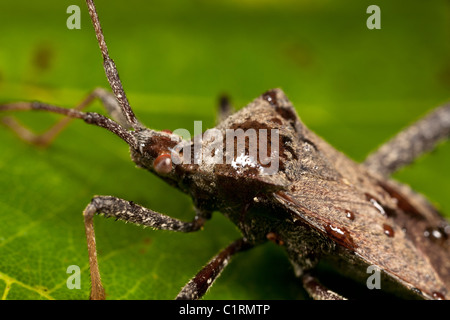 Squash bug (Acanthocephala sp.), vista laterale Foto Stock