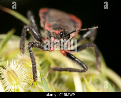 Bee assassino (Apiomerus crassipes) Foto Stock
