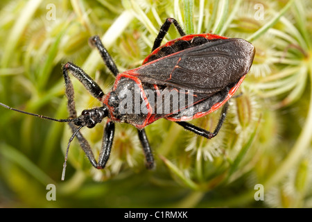 Bee assassino (Apiomerus crassipes) Foto Stock