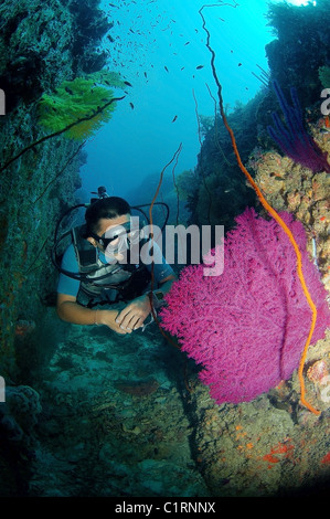 Gorgonia rossa, gorgonie rosse, ( paramuricea sp.), Malaysia, Isola di Redang Foto Stock