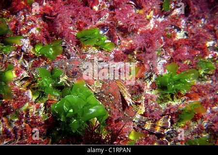 Smallscaled pesci-scorpione, nero Scorfani, Europeo, Scorfani Scorfani rossi o mare scorpion (Scorpaena porcus) Foto Stock