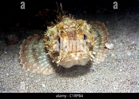 Smallscaled pesci-scorpione, nero Scorfani, Europeo, Scorfani Scorfani rossi o mare scorpion (Scorpaena porcus) Foto Stock