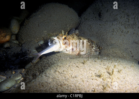 Smallscaled pesci-scorpione, nero Scorfani, Europeo, Scorfani Scorfani rossi o mare scorpion (Scorpaena porcus) Foto Stock