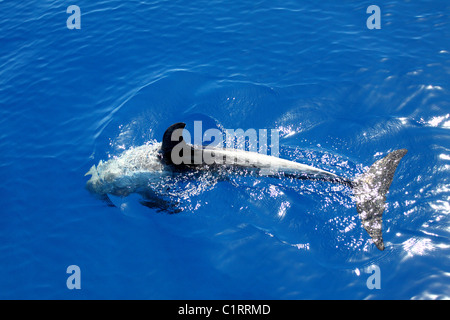 Nuoto con i Delfini in mare aperto Foto Stock