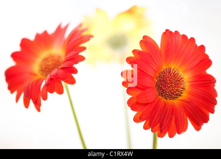 Gerbera. Tre fiori. Foto Stock