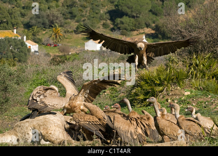 Grifoni alimentare sulla carcassa del cavallo con uno in volo basta attorno alla terra e unisciti alla frenesia Foto Stock