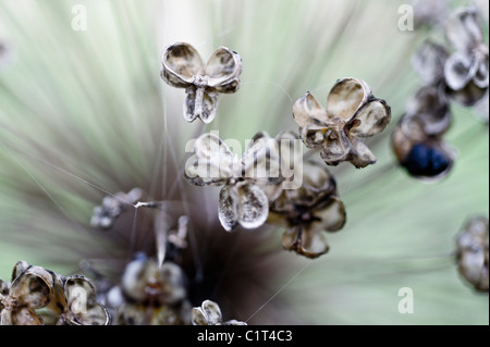 Una chiusura immagine del trascorso cialde di sementi appartenenti ad un'allium hollandicum 'viola sensazione' Foto Stock