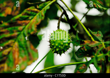 Un'immagine ravvicinata di un conker sulla struttura ad albero Foto Stock