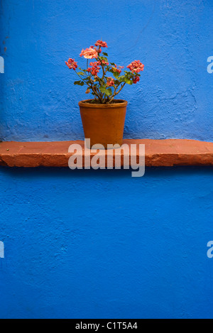 Vasi di geranio sulla mensola Foto Stock