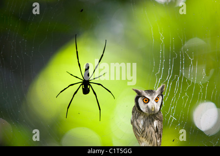 Un ragno di grandi dimensioni nella foresta pluviale di Daintree nel Queensland del Nord, Australia, con un sorpreso cercando il gufo. Foto Stock