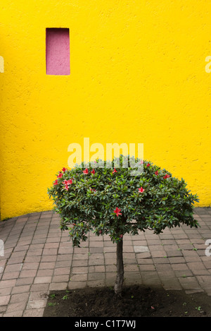 Azalea albero che cresce nel cortile Foto Stock