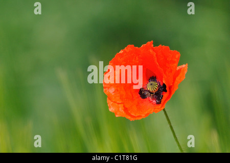 Fiore del papavero Foto Stock