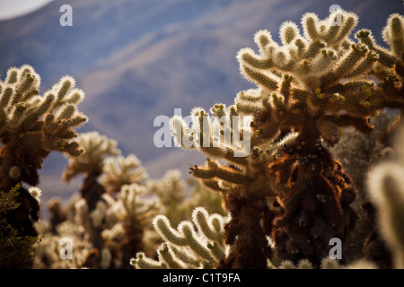 Teddy Bear Cholla (Cylindropuntia bigelovii) Cholla Cactus Garden Joshua Tree National Park, ventinove Palms, CA. Foto Stock