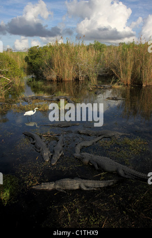 Alligatore garzetta Everglades National Park Florida Foto Stock
